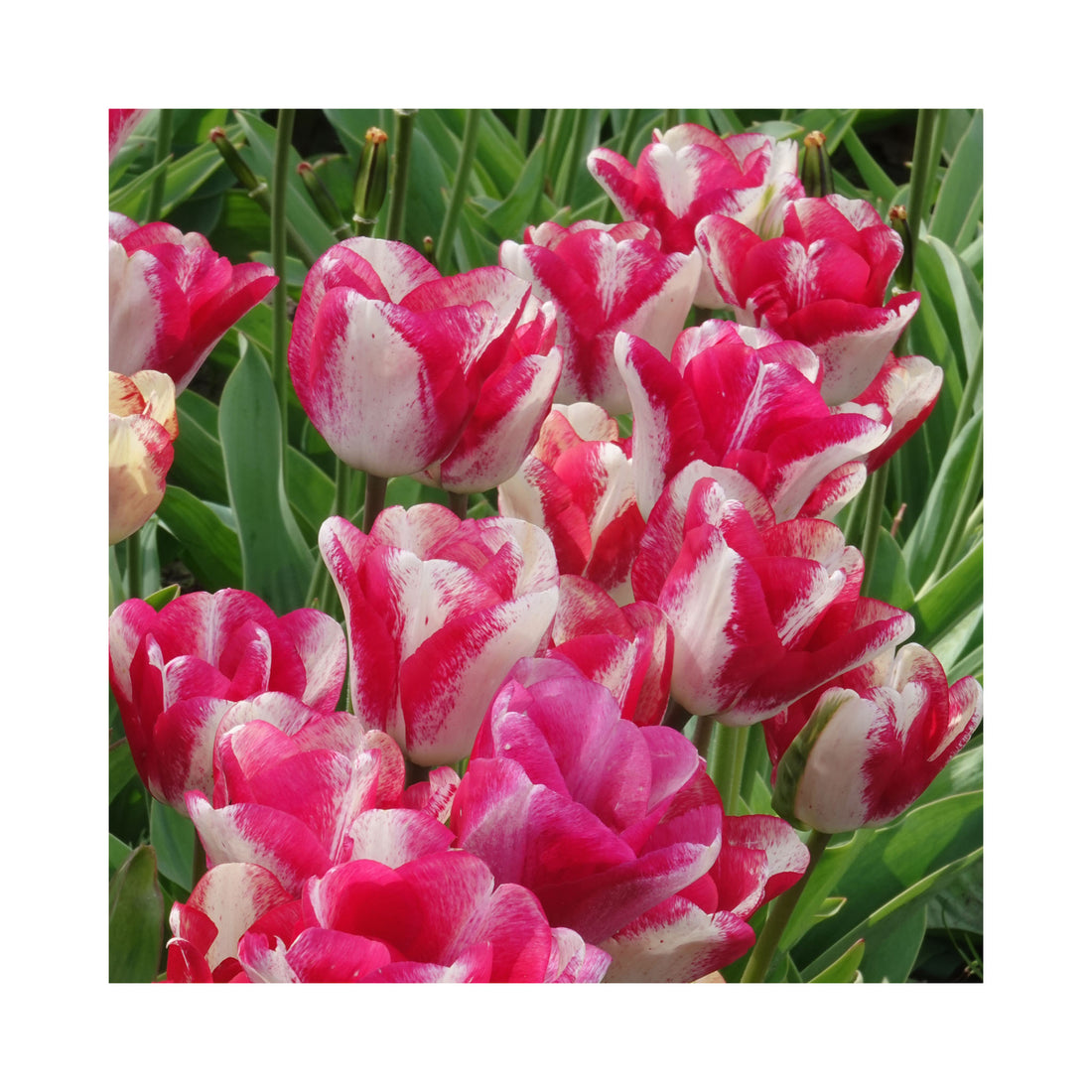 Tulip Triumph Mata Hari