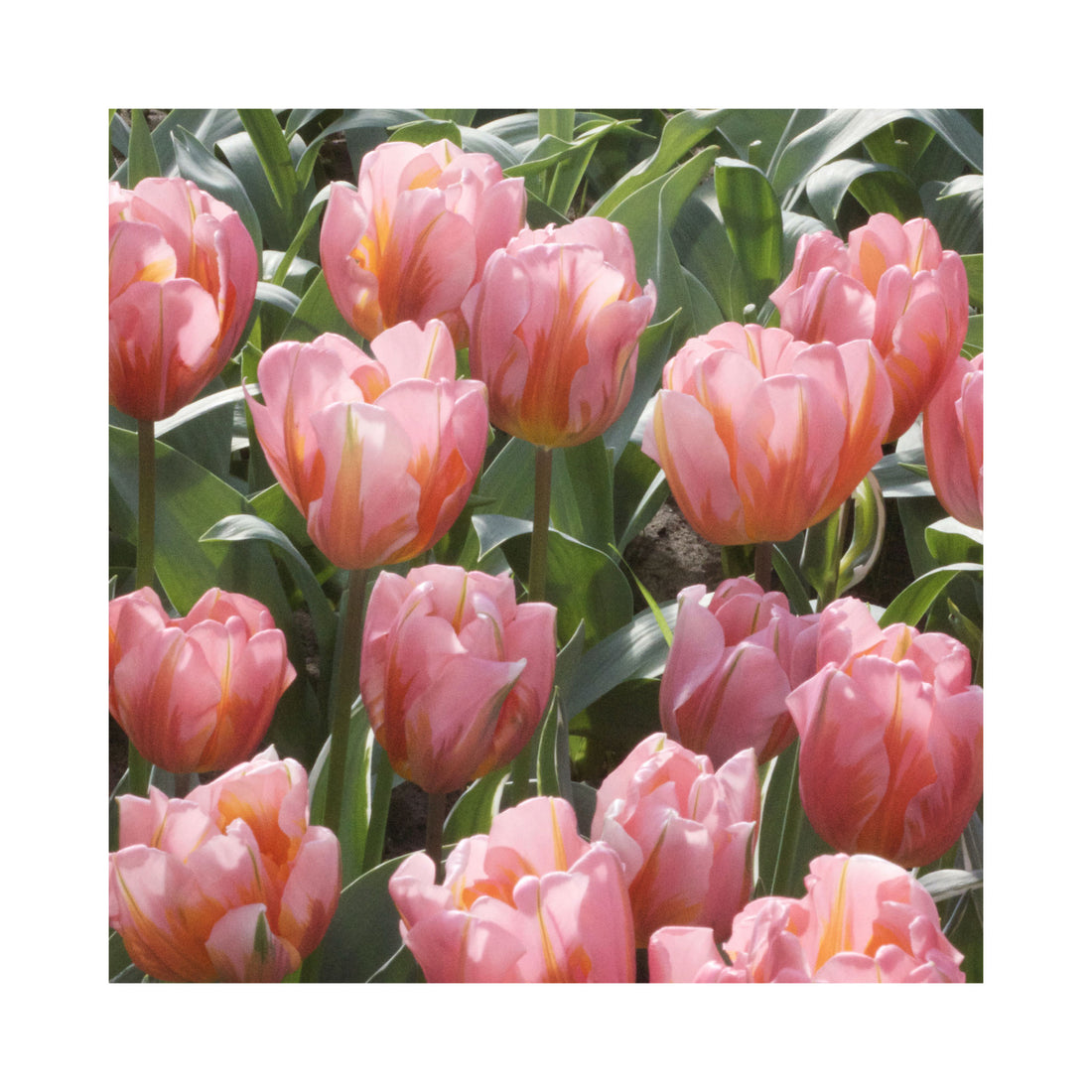 Tulip Triumph Pretty Princess