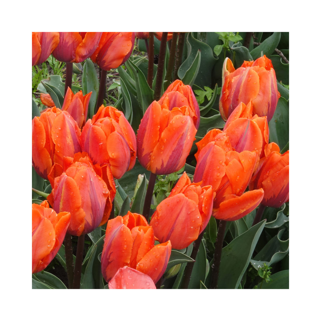 Tulip Triumph Princess Irene