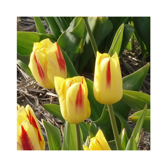Tulip Triumph Collection