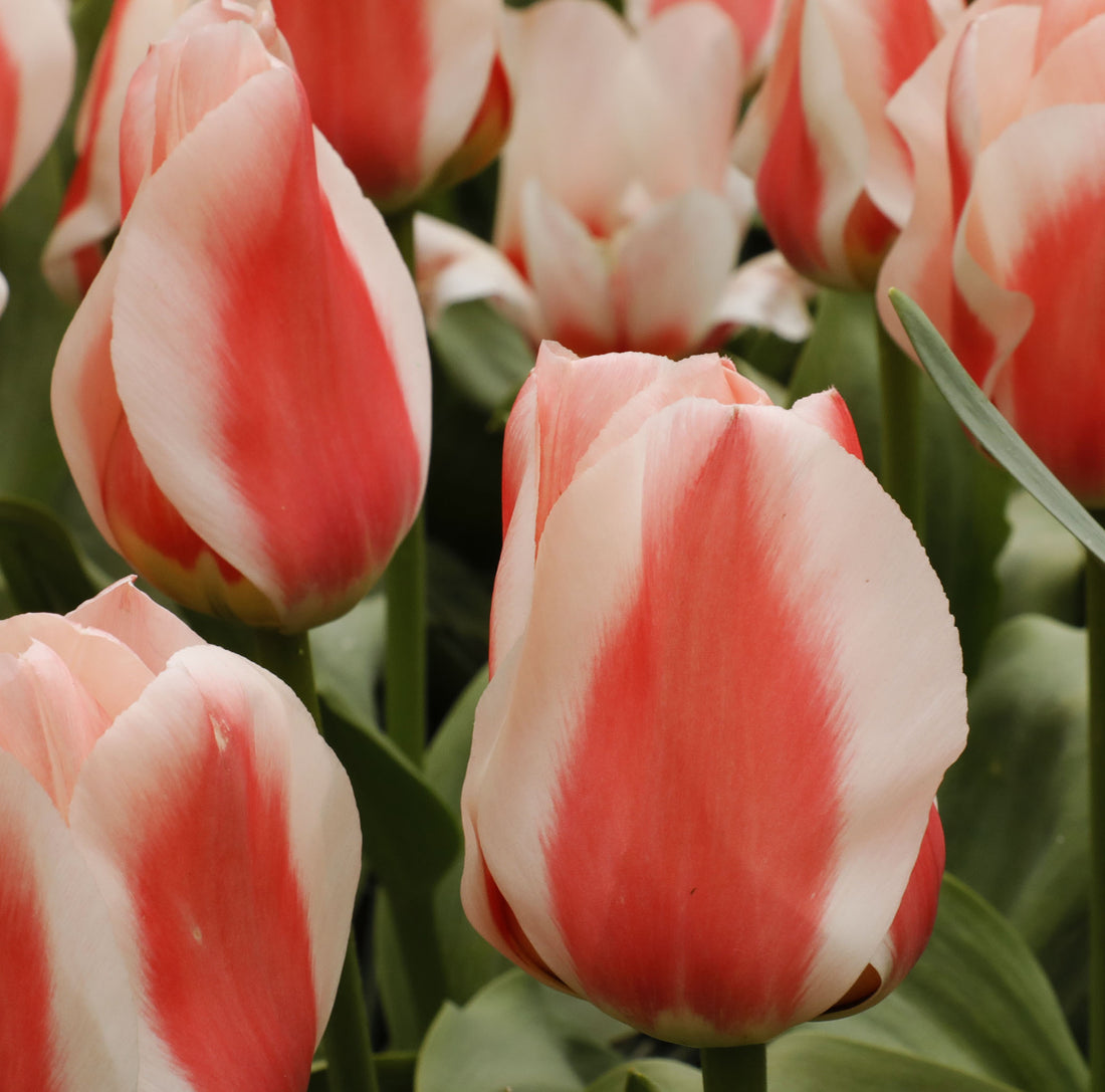 Tulip Greigii Williem van den Akker