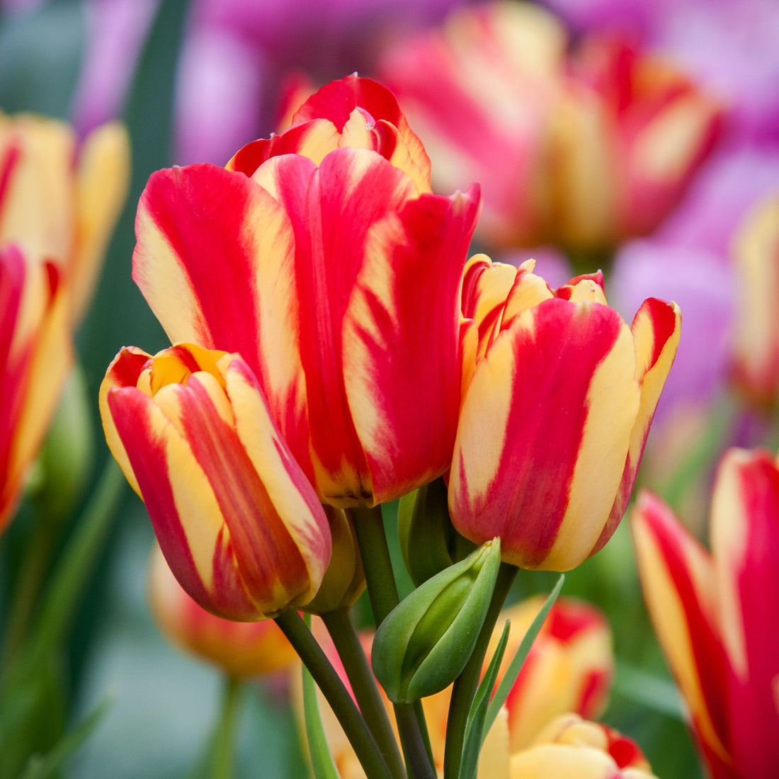 Tulip Multiflora Wonder Club