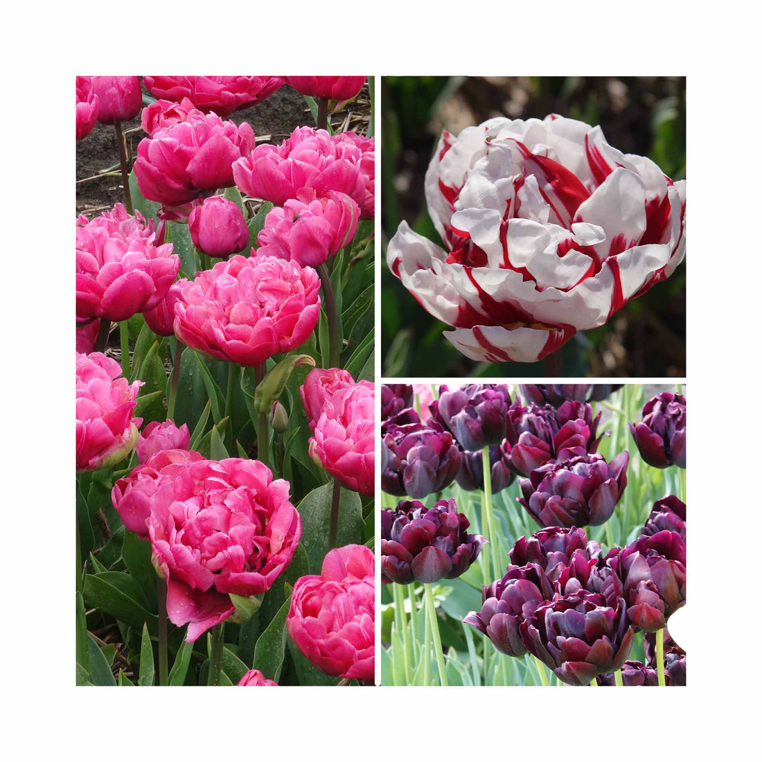 Tulip Double Late Collection