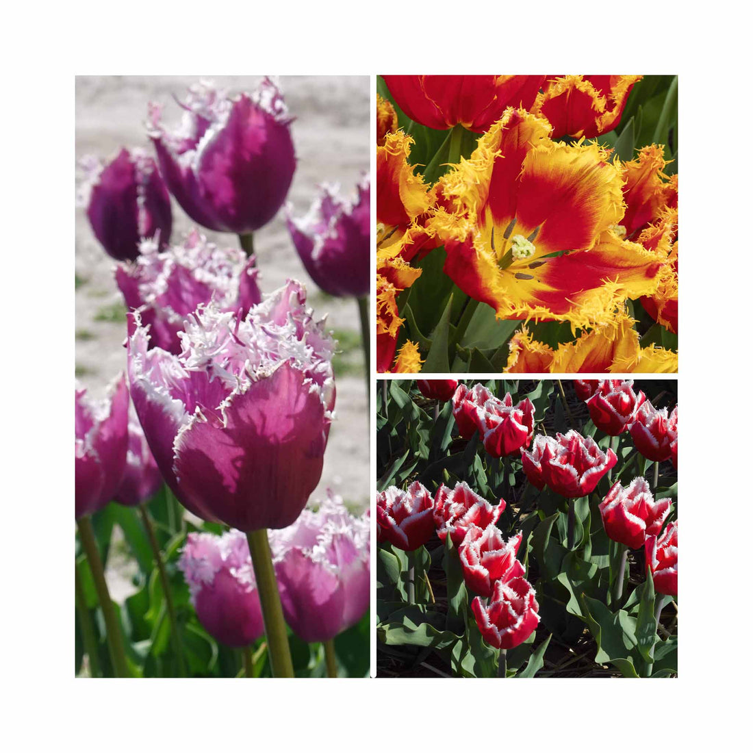 Tulip Fringed Collection