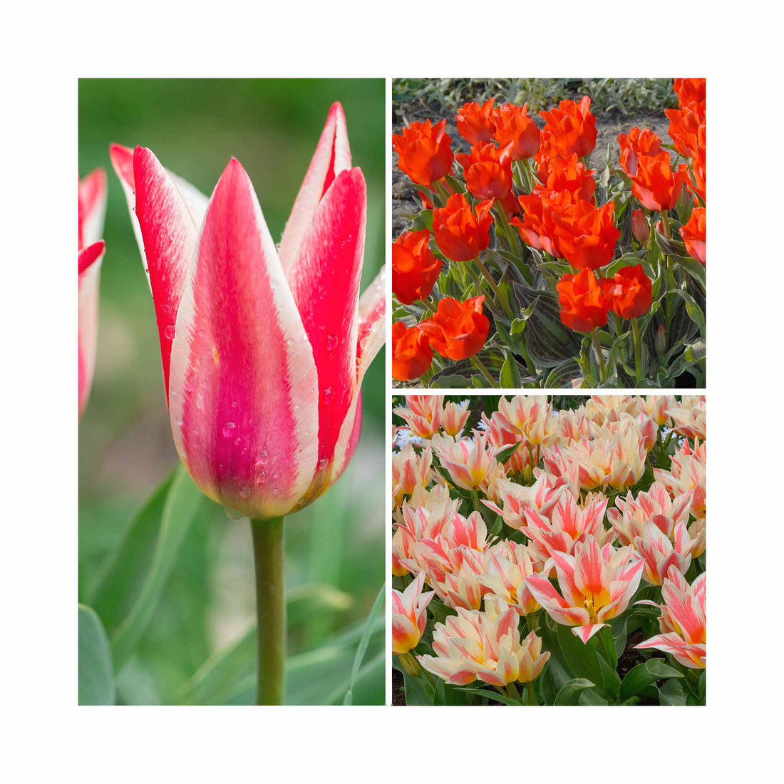 Tulip Greigii Collection