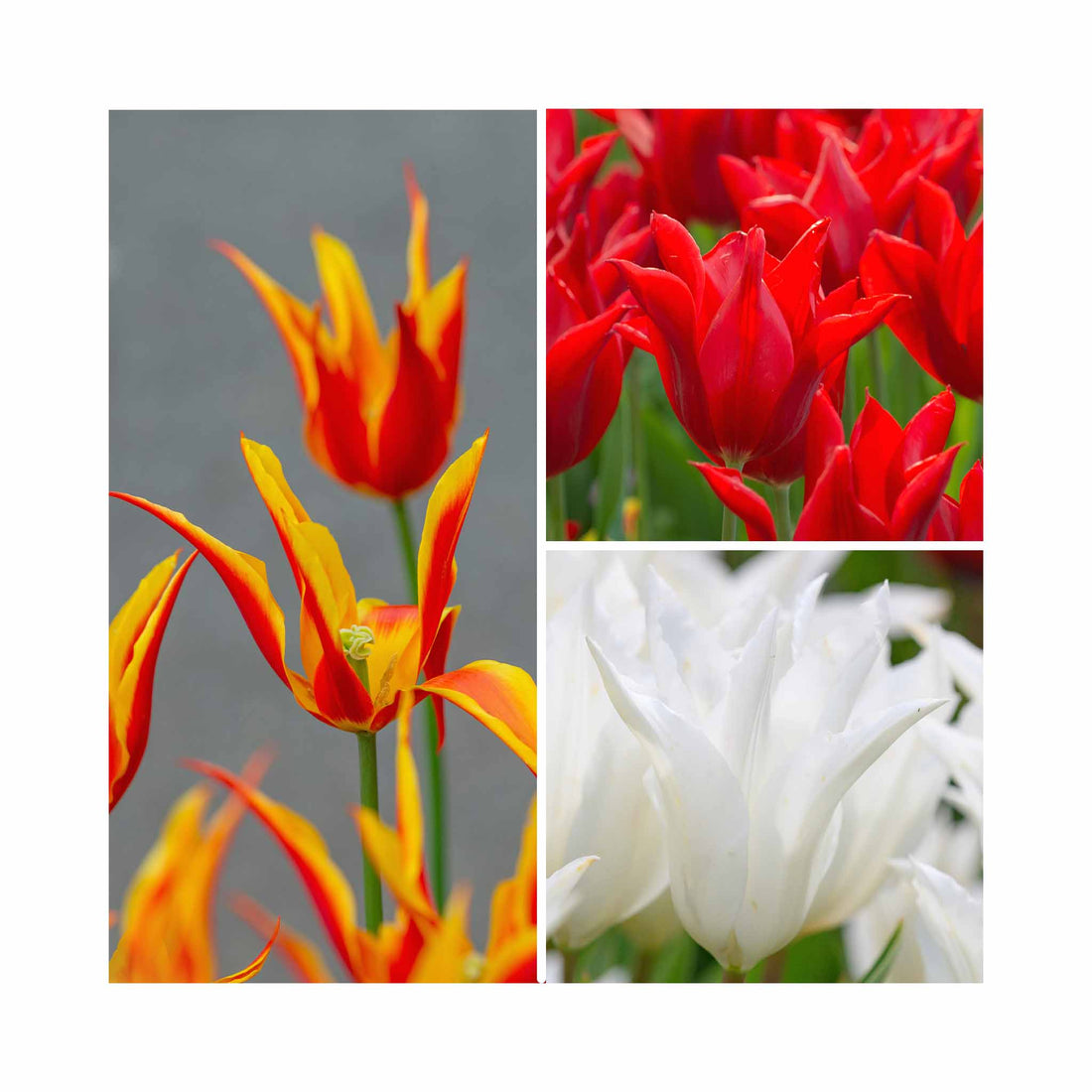 Tulip Lily Flowering Collection