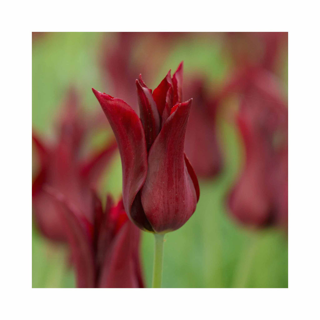 Tulip Lily flowering Sarah Raven