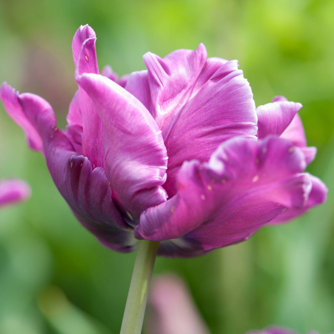 Tulip Parrot Blue Parrot