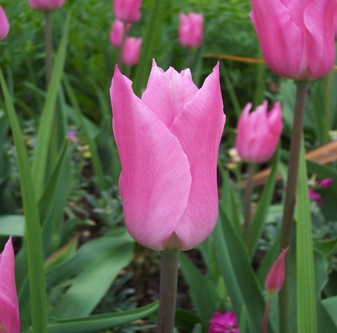Tulip Lily Mariette
