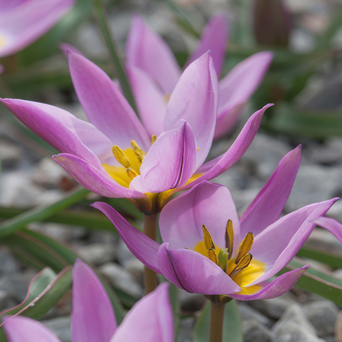 Tulip species pulchella Humilis