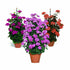 3 Climbing Geranium plants in containers violet, pink and orange