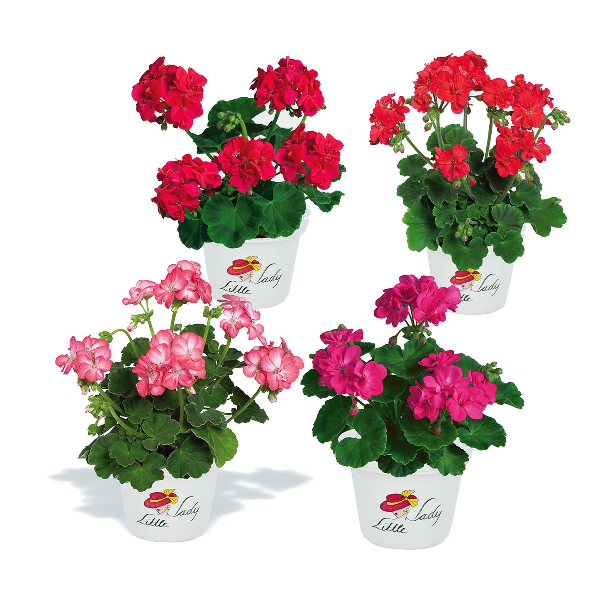 Upright Geranium Little Lady Collection