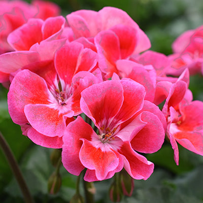 Pink and deep red flowers of upright geranium plant