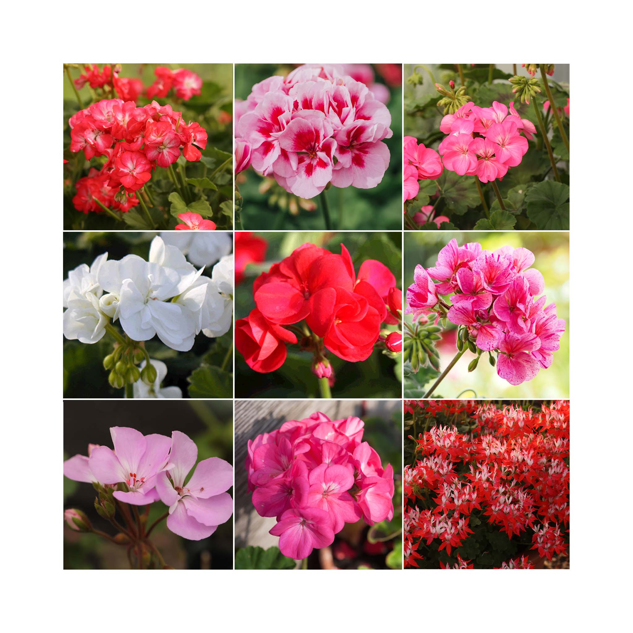 collection of of different colour upright geranium flowers including red, pink and white