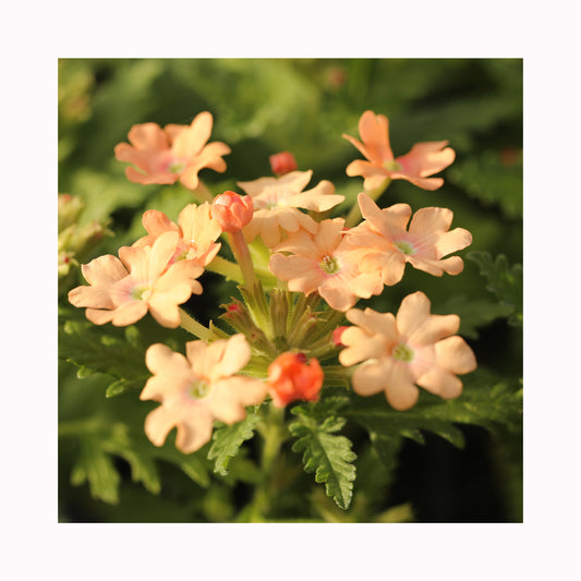 Verbena Vera Apricot