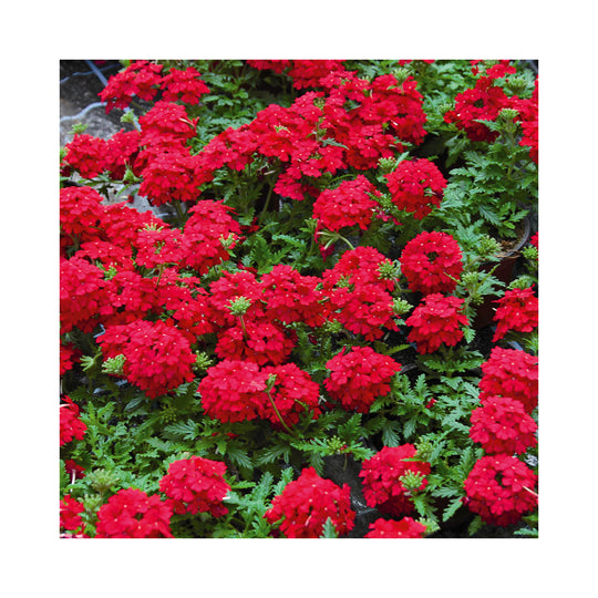 Verbena Vera Collection