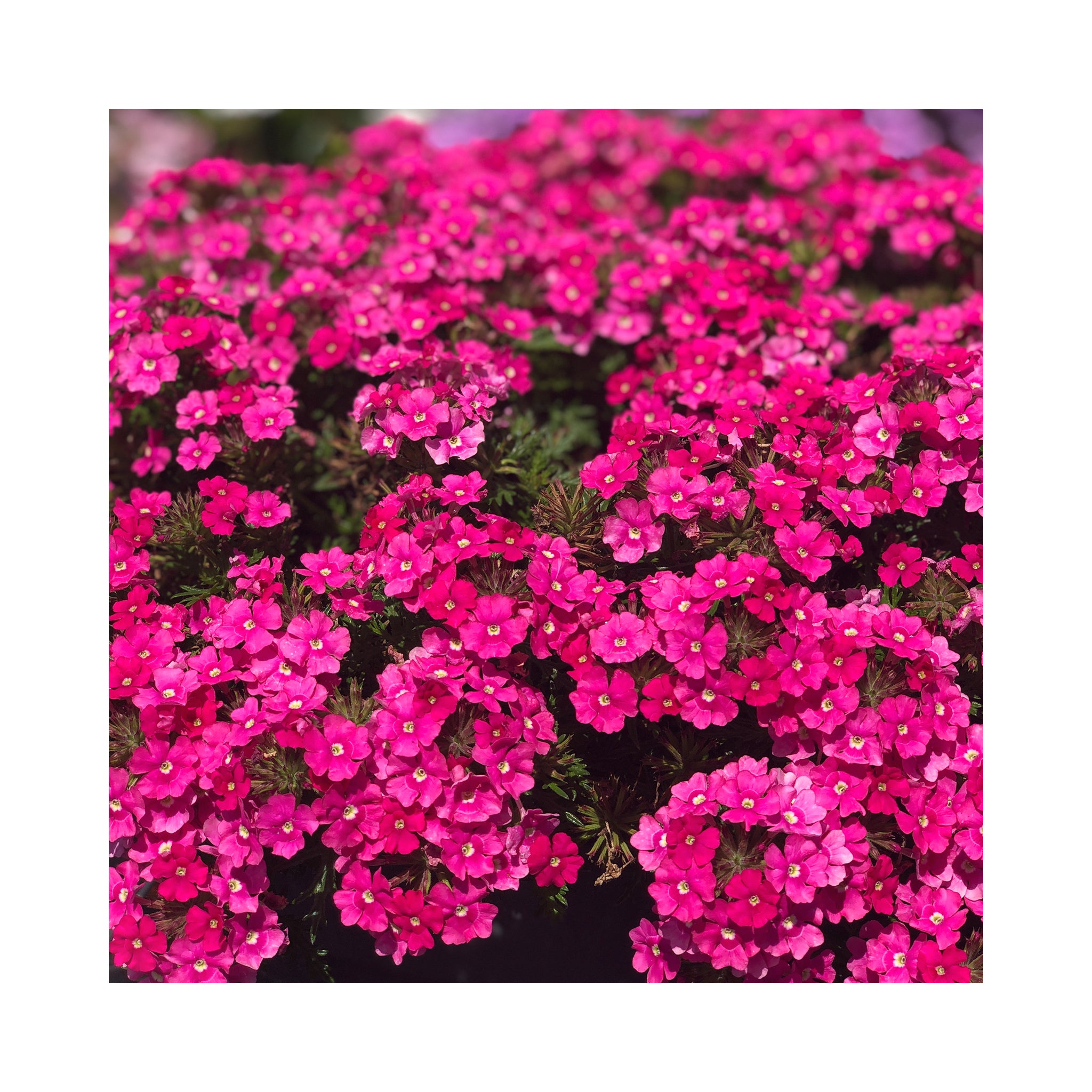 Verbena Vera Pink