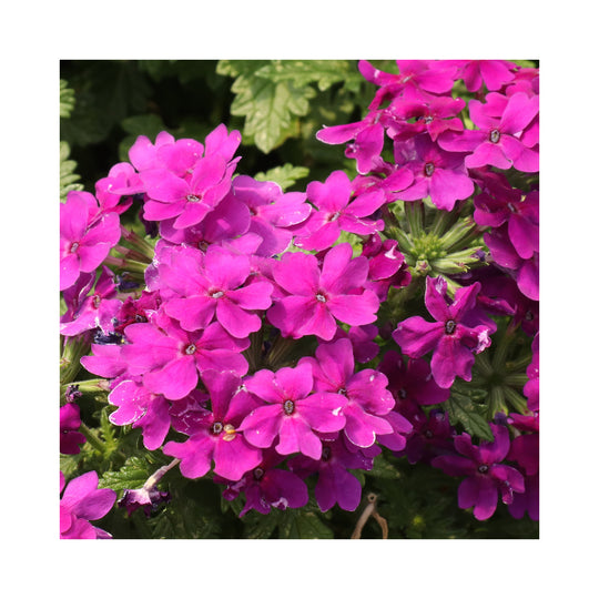 Verbena Vera Collection