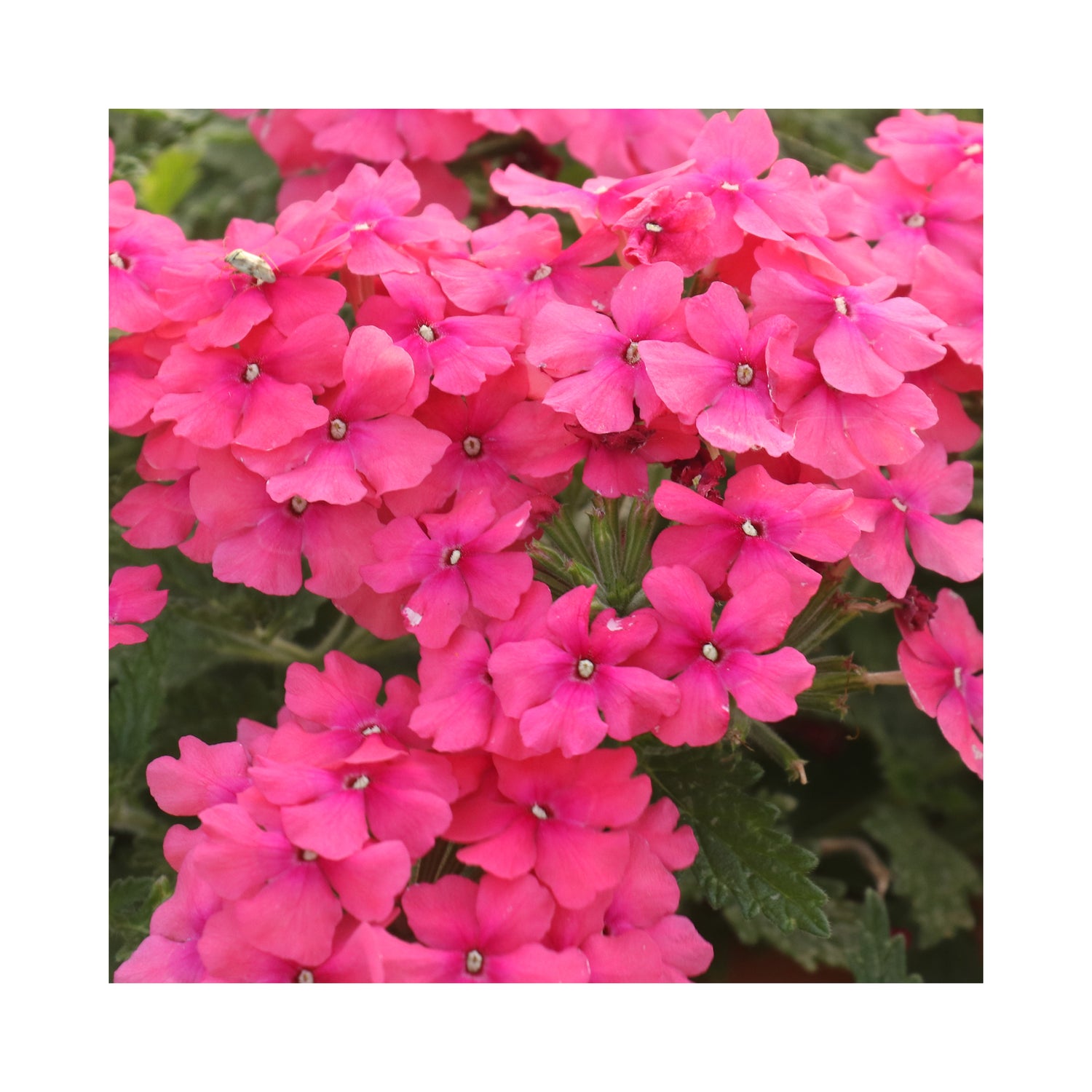 Verbena Vera Salmon Pink