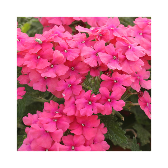 Verbena Vera Collection