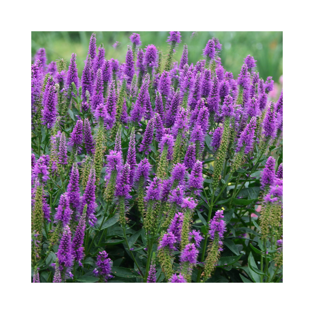 Mauve Flowers of Perennial Veronica Van Gogh