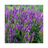 Mauve Flowers of Perennial Veronica Van Gogh