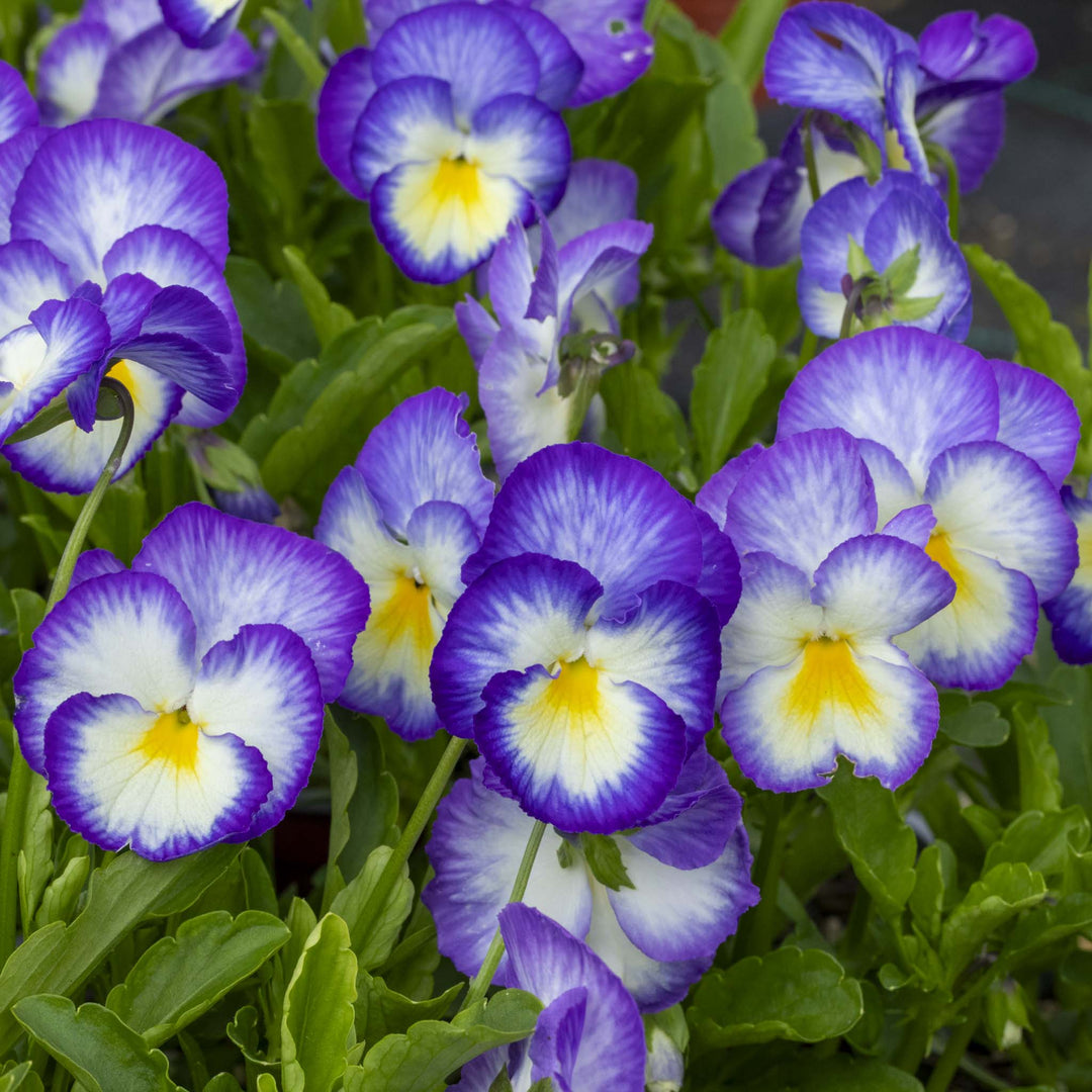 Viola Halo Lilac