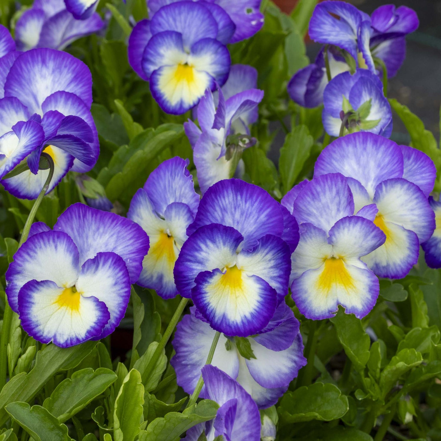 Viola Halo Lilac