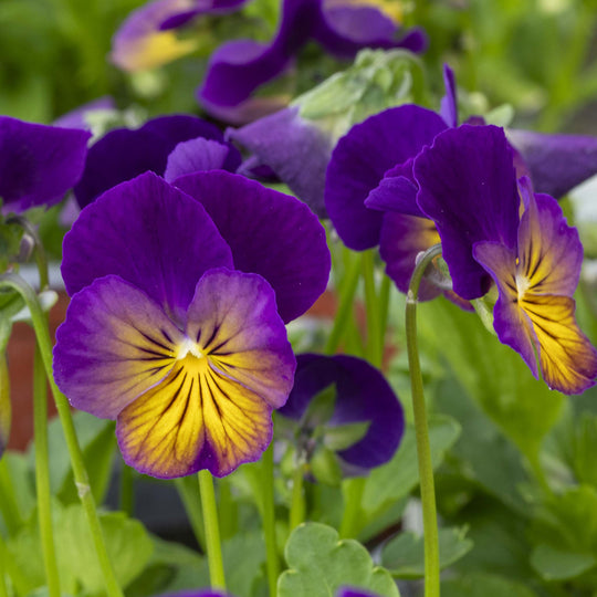 Viola Celestial Northern Lights