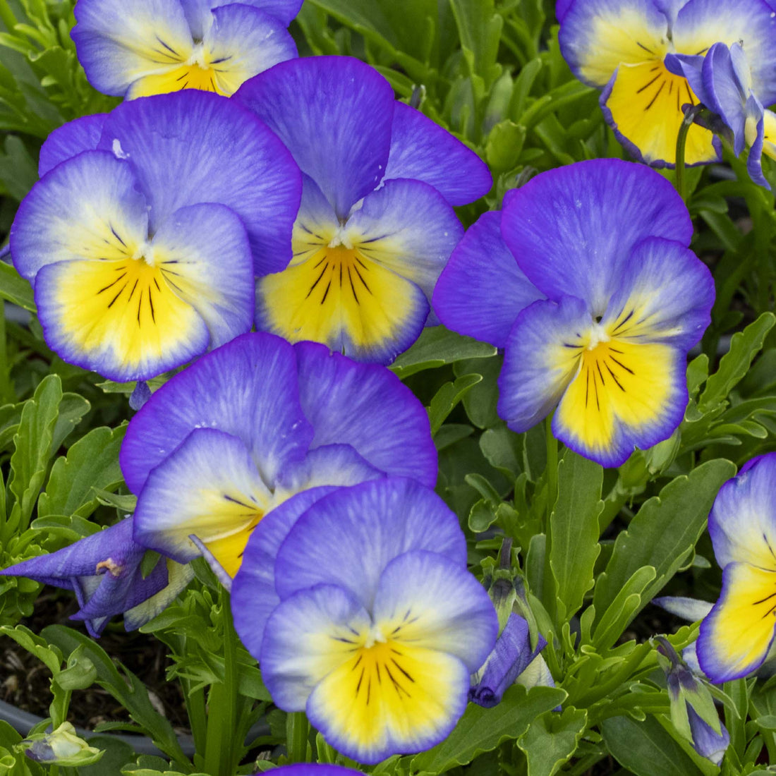 Viola Halo Sky Blue