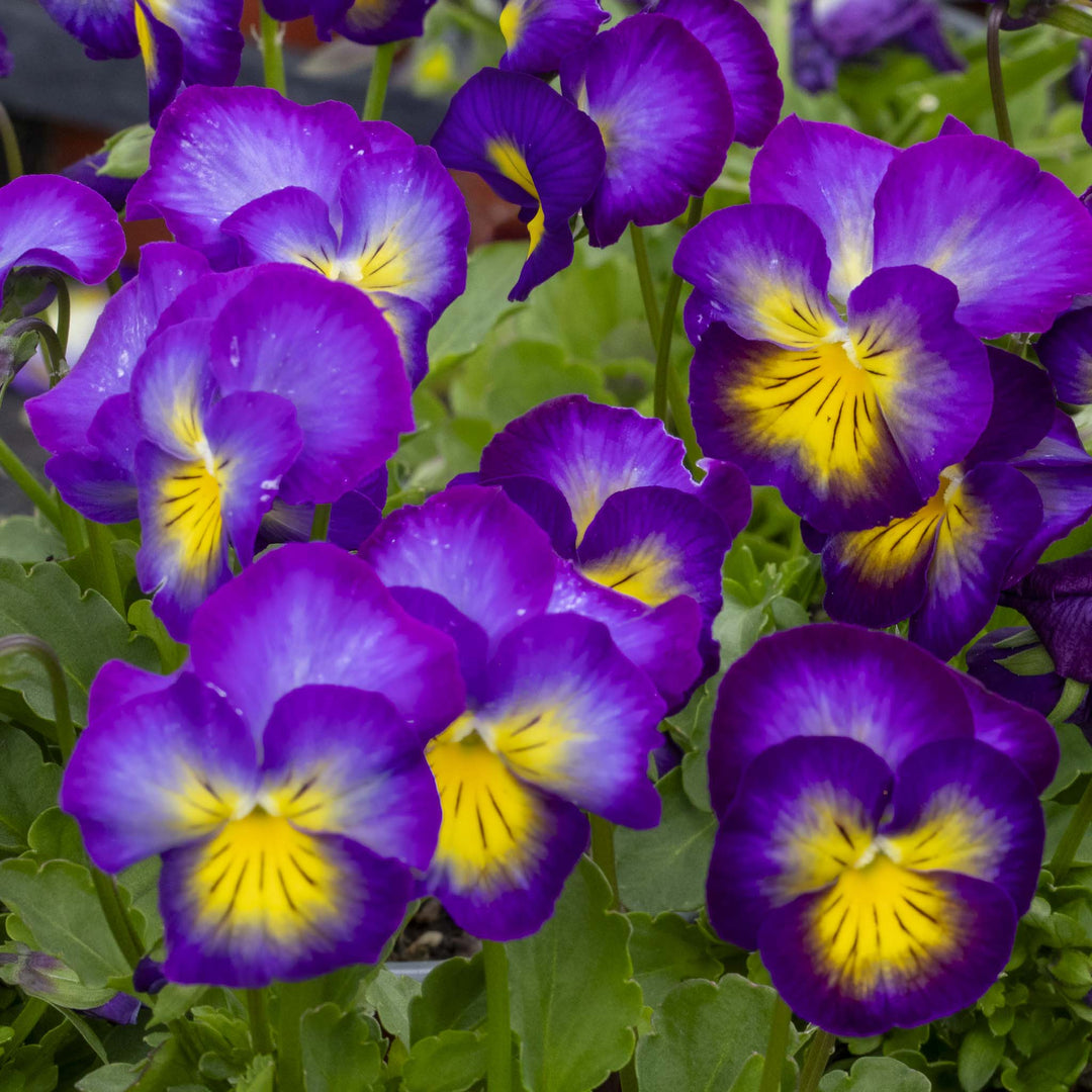 Viola Halo Violet