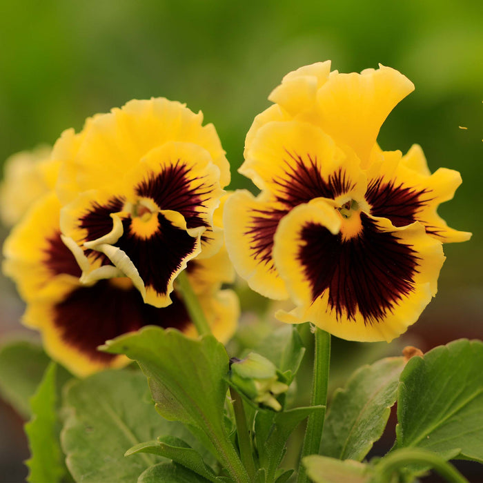 Viola Ruffles Yellow