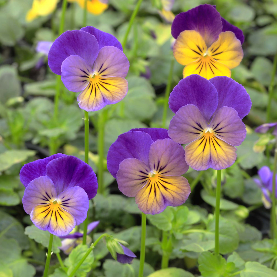 Viola Celestial Northern Lights