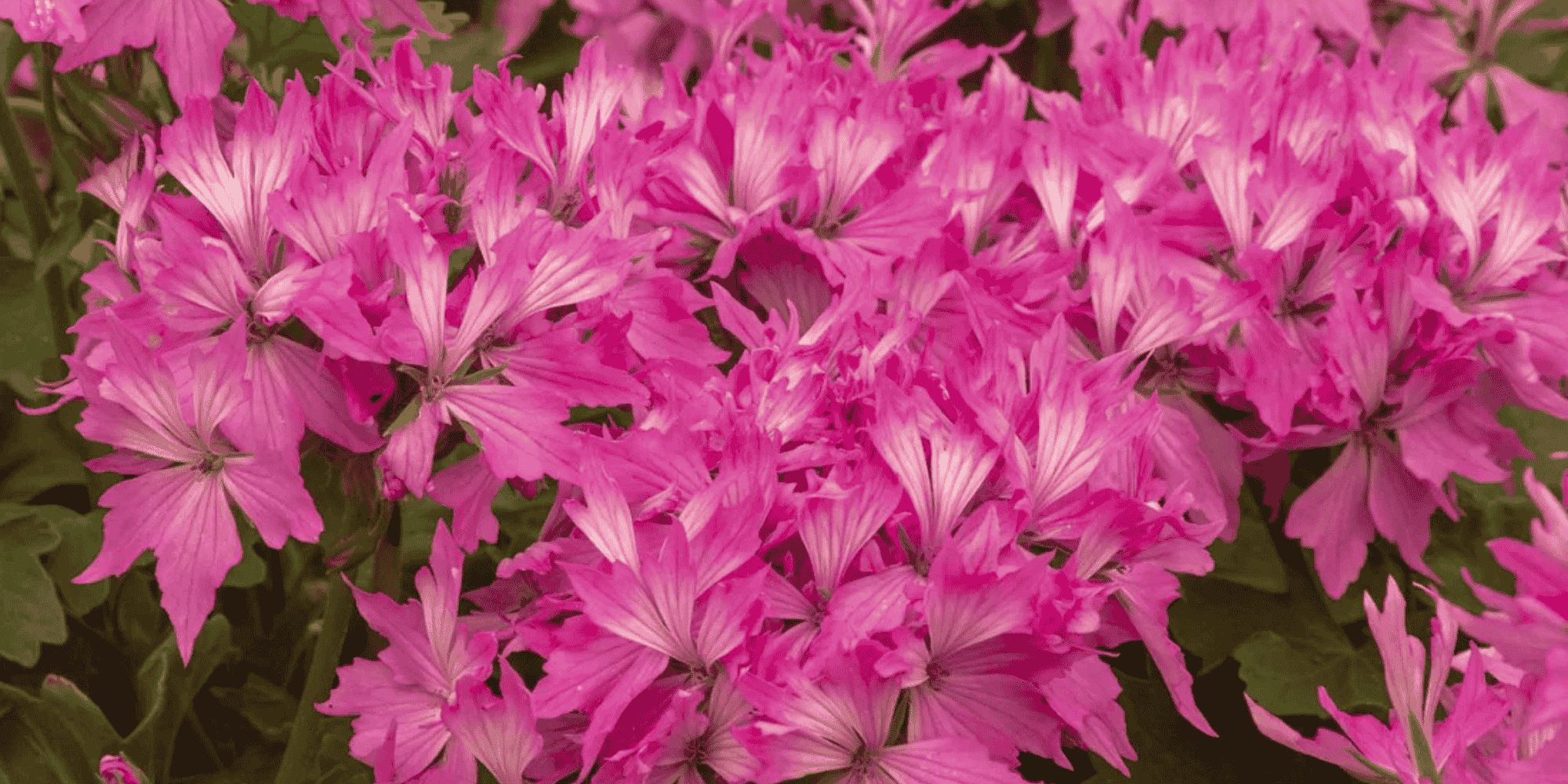 dahlias (14).png__PID:e6d0c91d-b771-45e8-83f8-ecd85b5067e3