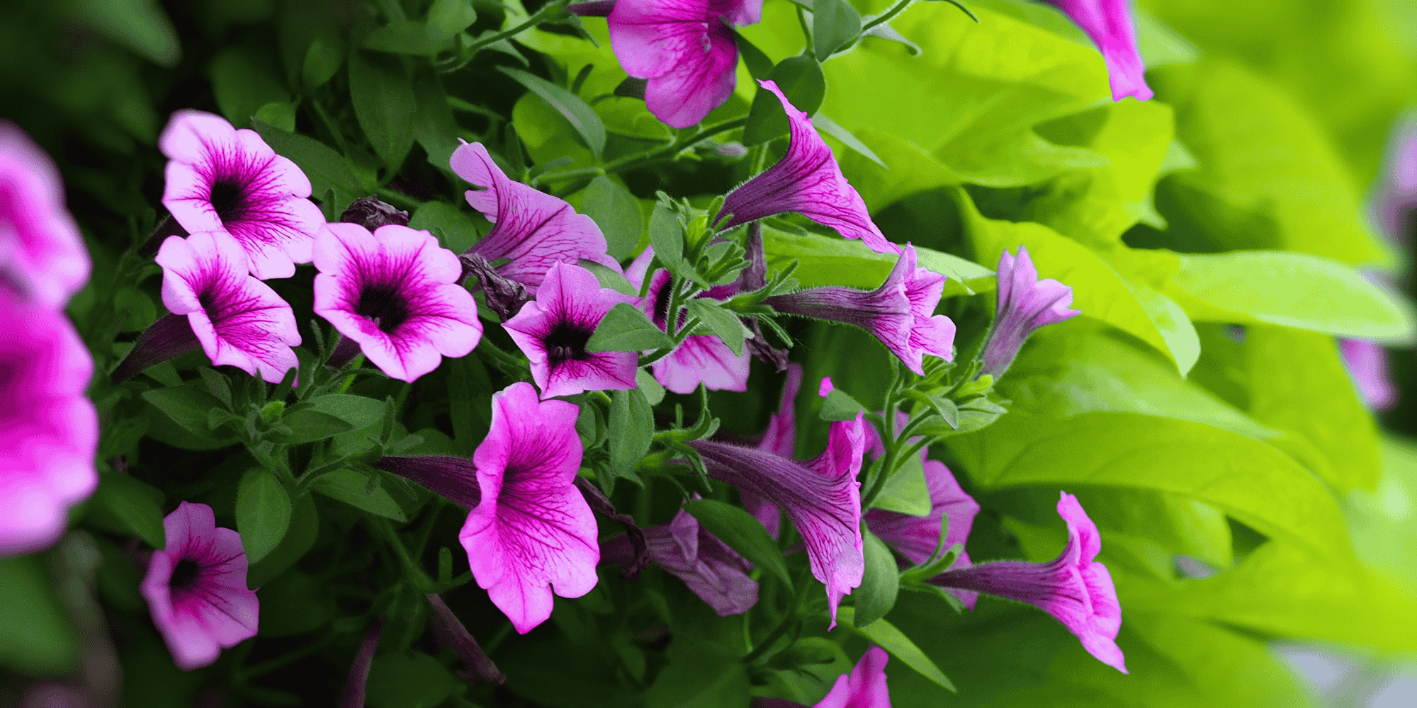 dahlias (23).png__PID:5b9f1f0e-c6fc-4332-b49a-5361799db499