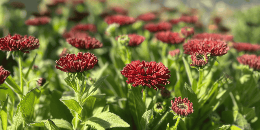 What's your next garden project?