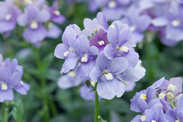 Nemesia Melody blue