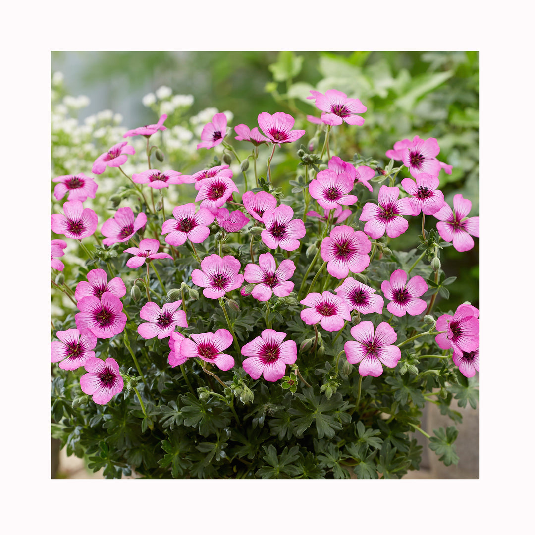 Hardy Geranium Silver Jolly Jewel