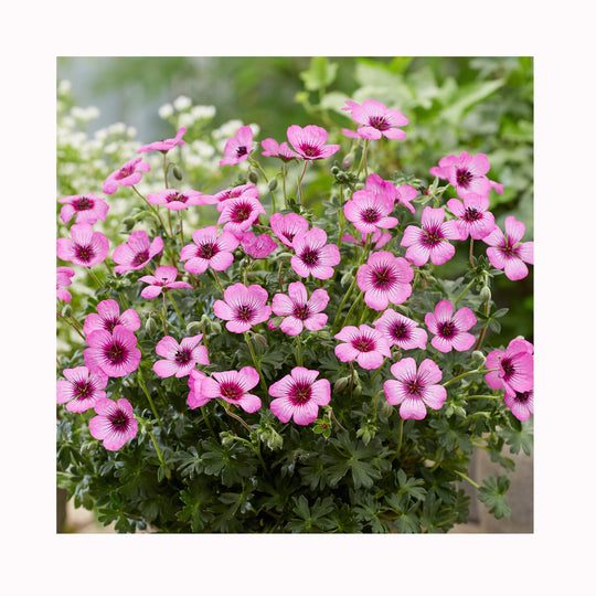 Hardy Geranium Silver Jolly Jewel