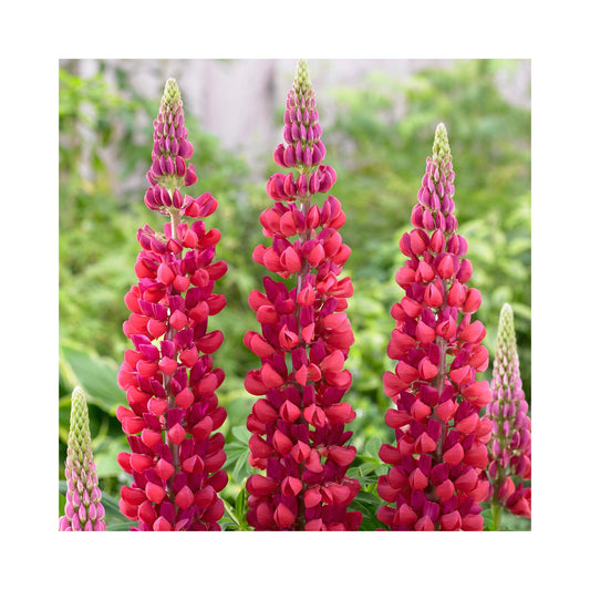 6 Pack of Hardy Perennial Cottage Garden Plants. Each Variety Labelled.