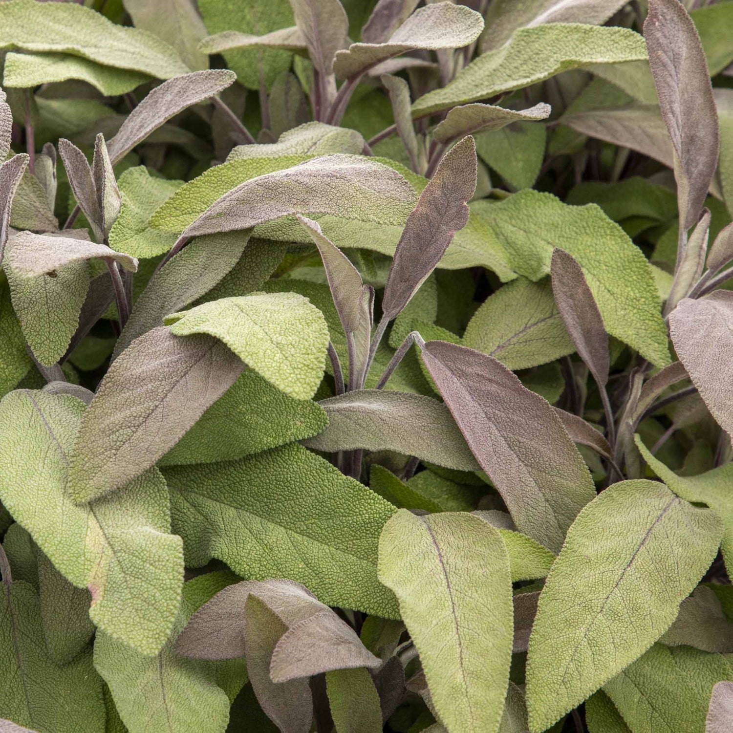 Purple Sage