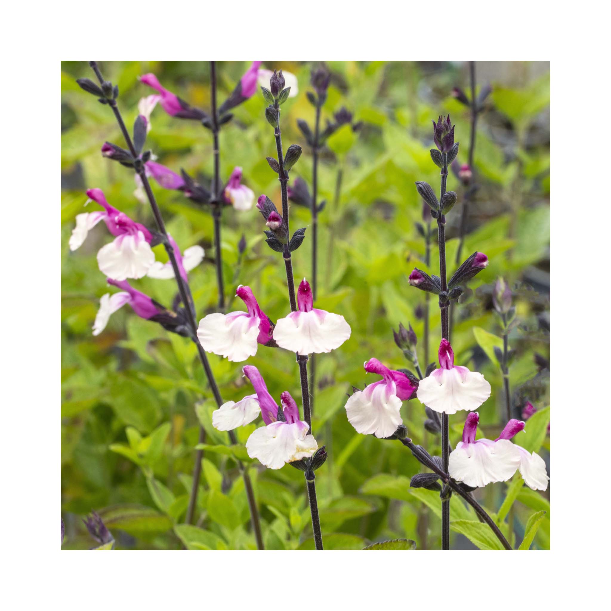 Salvia White Pink