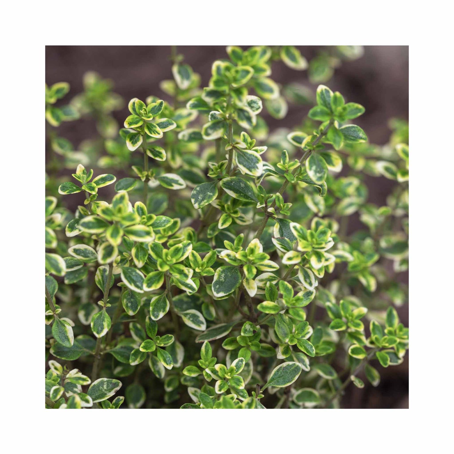 Thyme collection of 6 Established Plants in 9cm pots.