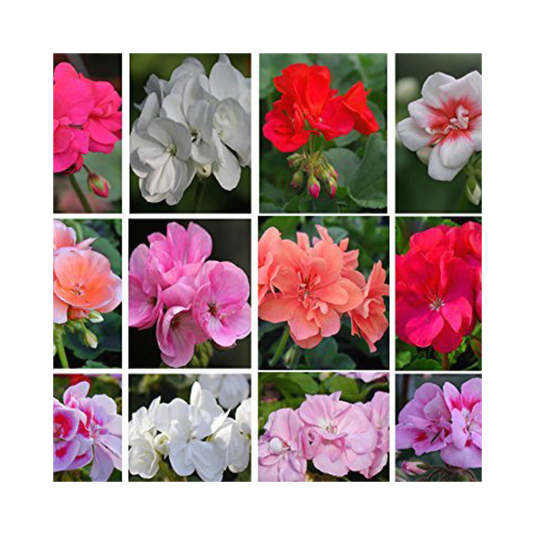 Geranium Collections Upright Geraniums Collections – BuyPlants.co.uk