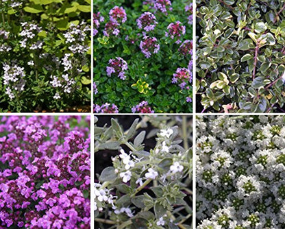 Thyme ultimate collection 12 Established 9cm Plants