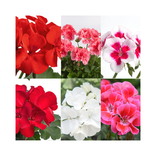 Pelargonium (Upright Geranium) TwoinOne Collection