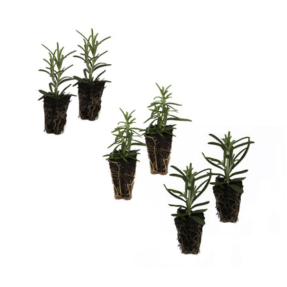 6 Rosemary starter plant