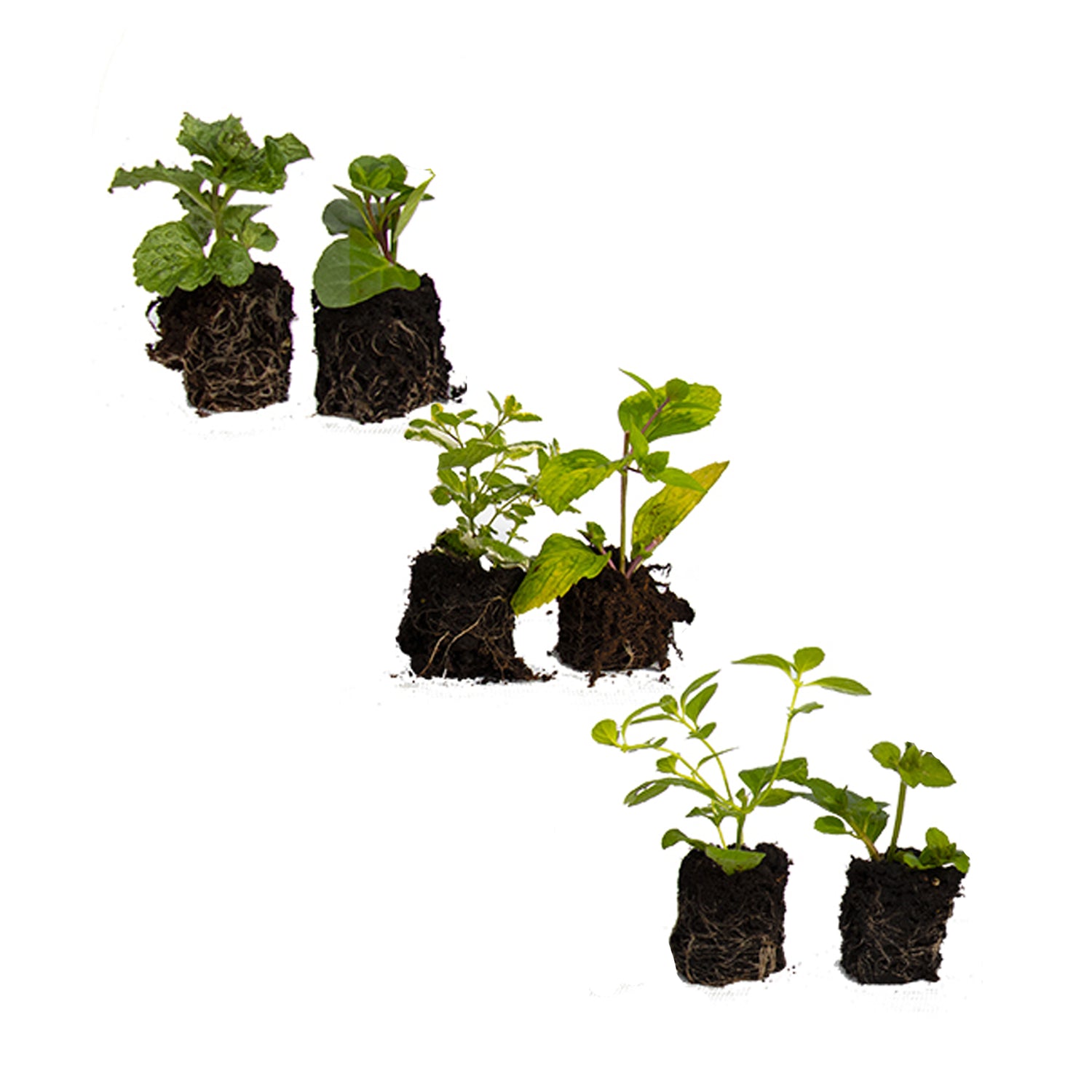 6 Mint starter plants