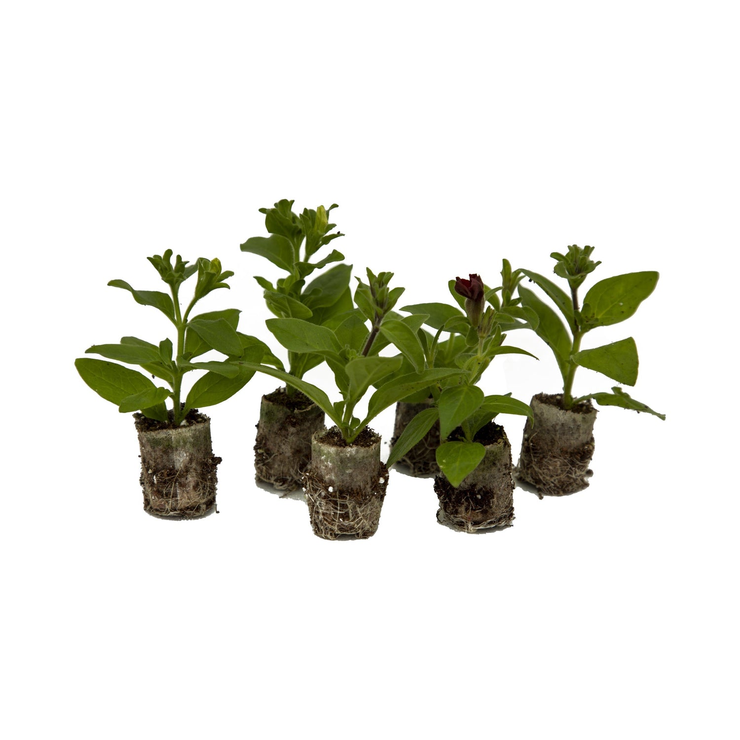 6 starter plug plants with small plants growing in.