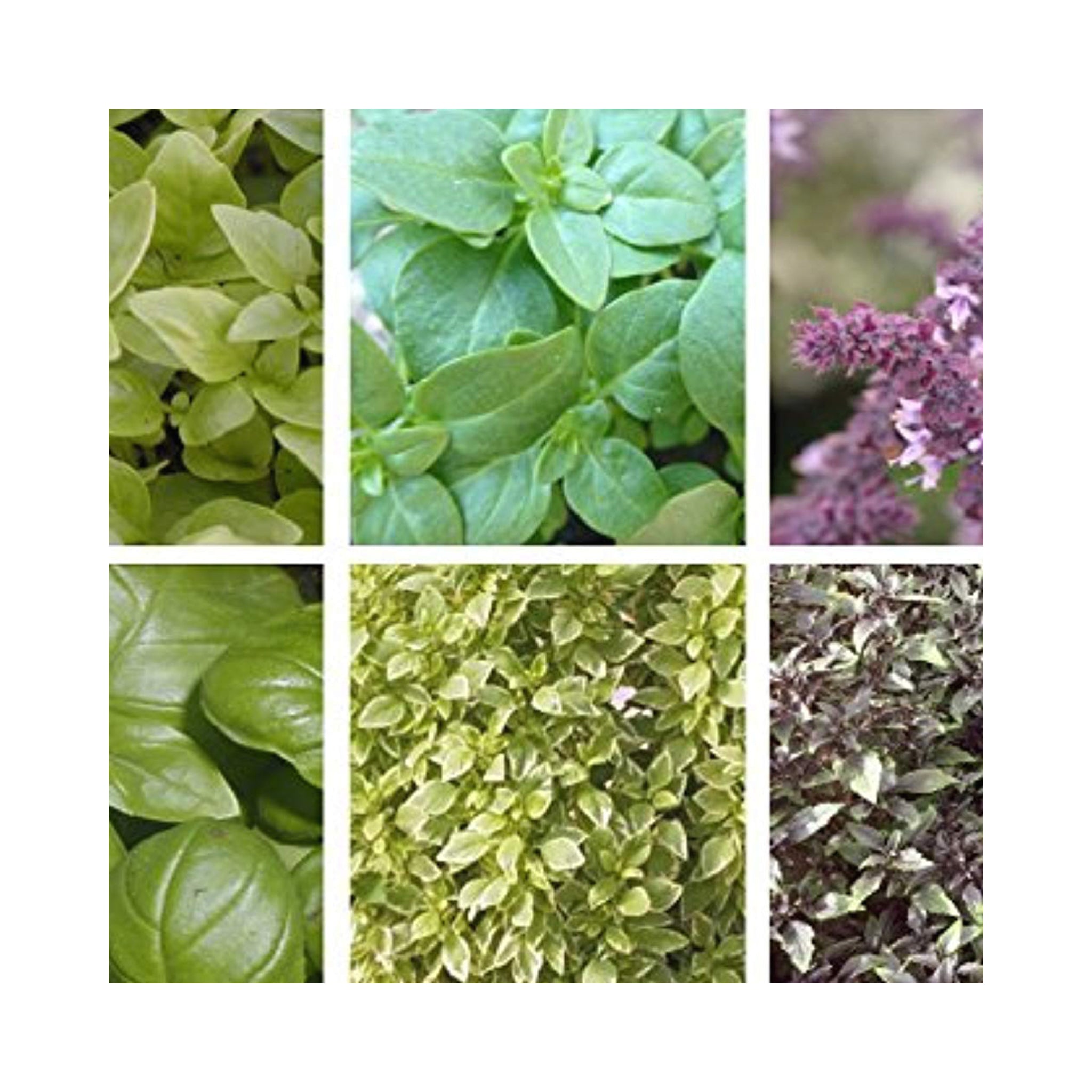 Basil collection of 6 starter plants. BuyPlants